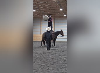 Quarterhäst, Sto, 7 år, 145 cm, Gulbrun