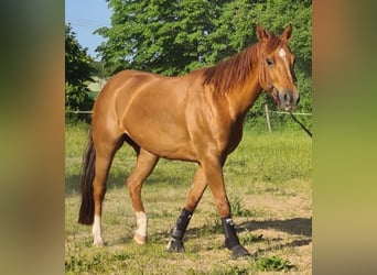 Quarterhäst, Sto, 7 år, 151 cm, Fux med ål