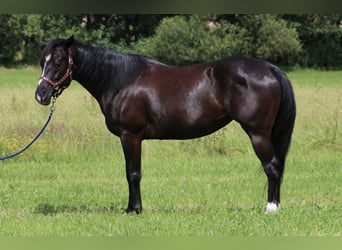 Quarterhäst, Sto, 7 år, 154 cm, Svart