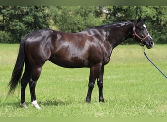 Quarterhäst, Sto, 7 år, 154 cm, Svart