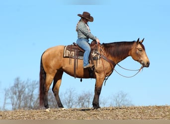 Quarterhäst, Sto, 7 år, 160 cm, Gulbrun