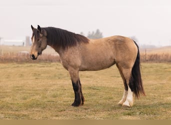 Quarterhäst Blandning, Sto, 7 år, 160 cm, Gulbrun