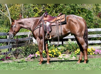 Quarterhäst, Sto, 8 år, 155 cm, Rödskimmel