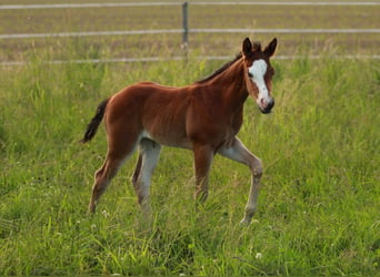 Quarterhäst, Sto, Föl (05/2024), 146 cm, Brun