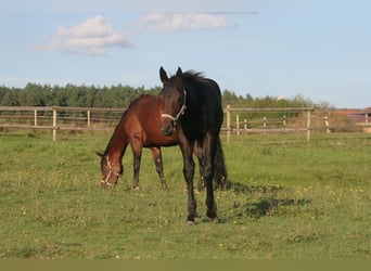 Quarterhäst, Sto, Föl (04/2024), Mörkbrun