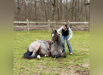 Quarterhäst, Valack, 10 år, 145 cm, Konstantskimmel