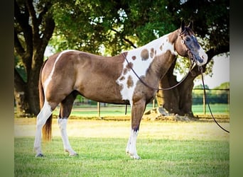 Quarterhäst, Valack, 10 år, 147 cm, Tobiano-skäck-alla-färger