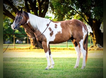 Quarterhäst, Valack, 10 år, 147 cm, Tobiano-skäck-alla-färger