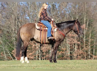 Quarterhäst, Valack, 10 år, 152 cm, Black