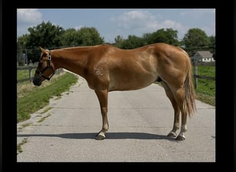 Quarterhäst, Valack, 10 år, 152 cm, Fux