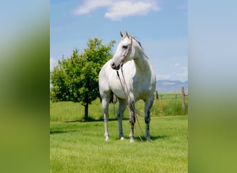 Quarterhäst, Valack, 10 år, 152 cm, Grå