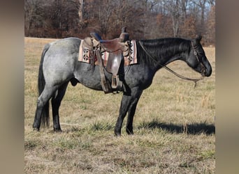 Quarterhäst, Valack, 10 år, 152 cm, Konstantskimmel