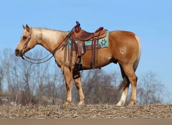 Quarterhäst, Valack, 10 år, 152 cm, Palomino