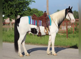 Quarterhäst, Valack, 10 år, 152 cm, Tobiano-skäck-alla-färger