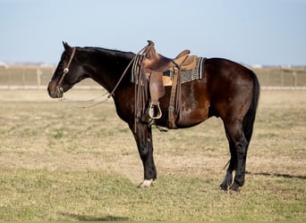 Quarterhäst, Valack, 10 år, 155 cm, Brun