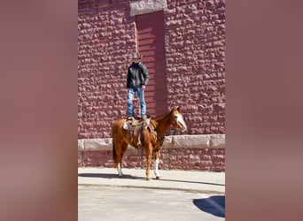 Quarterhäst, Valack, 10 år, 155 cm, Fux