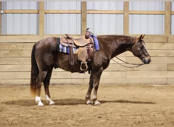 Quarterhäst, Valack, 10 år, 155 cm, Fux