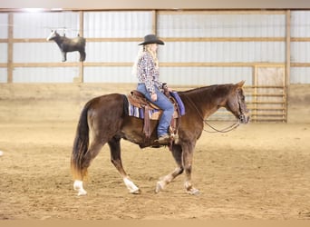 Quarterhäst, Valack, 10 år, 155 cm, Fux