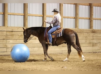 Quarterhäst, Valack, 10 år, 155 cm, Fux
