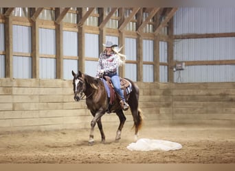Quarterhäst, Valack, 10 år, 155 cm, Fux