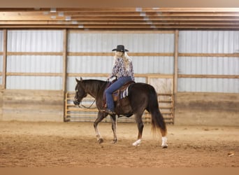 Quarterhäst, Valack, 10 år, 155 cm, Fux