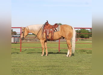 Quarterhäst, Valack, 10 år, 155 cm, Palomino