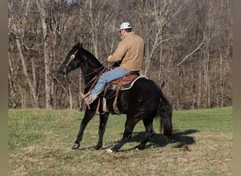 Quarterhäst, Valack, 10 år, 155 cm, Svart