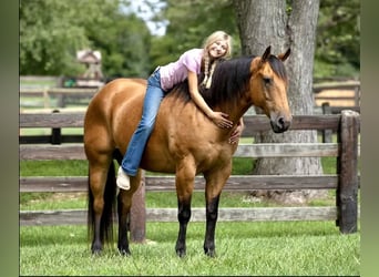 Quarterhäst, Valack, 10 år, 157 cm, Gulbrun