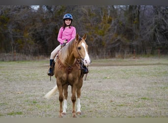 Quarterhäst, Valack, 10 år, 157 cm, Palomino
