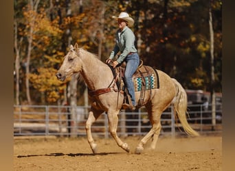 Quarterhäst, Valack, 10 år, 157 cm, Palomino