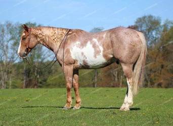 Quarterhäst, Valack, 10 år, 157 cm, Pinto
