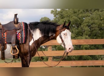 Quarterhäst, Valack, 10 år, 157 cm, Pinto