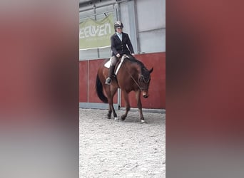 Quarterhäst, Valack, 10 år, 168 cm, Ljusbrun