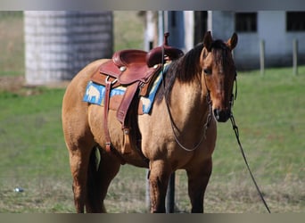Quarterhäst, Valack, 10 år, Gulbrun