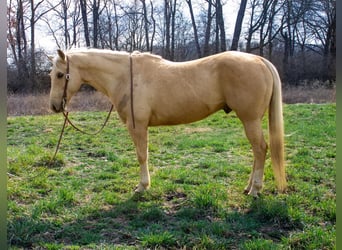 Quarterhäst, Valack, 10 år, Palomino