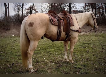 Quarterhäst, Valack, 10 år, Palomino