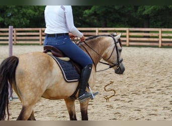 Quarterhäst, Valack, 11 år, 132 cm, Gulbrun