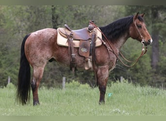 Quarterhäst, Valack, 11 år, 147 cm, Brunskimmel