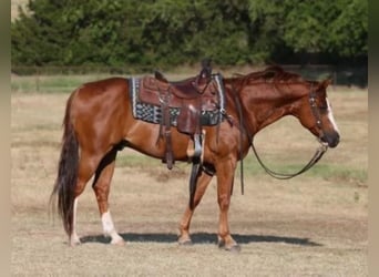 Quarterhäst, Valack, 11 år, 152 cm, Fux