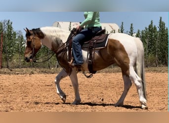 Quarterhäst, Valack, 11 år, 152 cm, Tobiano-skäck-alla-färger