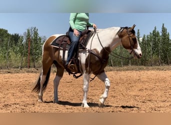 Quarterhäst, Valack, 11 år, 152 cm, Tobiano-skäck-alla-färger