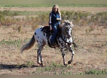 Quarterhäst, Valack, 11 år, 152 cm, Vit