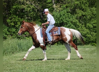 Quarterhäst, Valack, 11 år, 155 cm, Tobiano-skäck-alla-färger