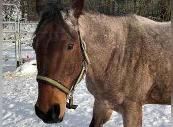Quarterhäst, Valack, 11 år, 156 cm, Brunskimmel