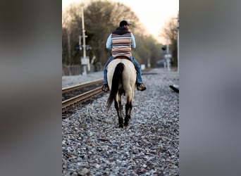 Quarterhäst, Valack, 11 år, 157 cm, Gulbrun