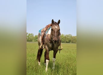 Quarterhäst, Valack, 11 år, Tobiano-skäck-alla-färger