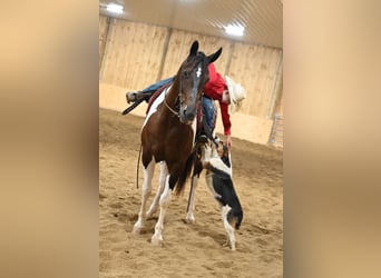 Quarterhäst, Valack, 11 år, Tobiano-skäck-alla-färger