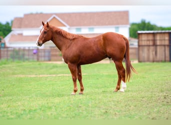 Quarterhäst, Valack, 12 år, 150 cm, Fux