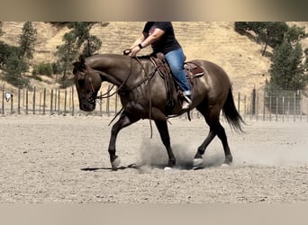 Quarterhäst, Valack, 12 år, 152 cm, Black