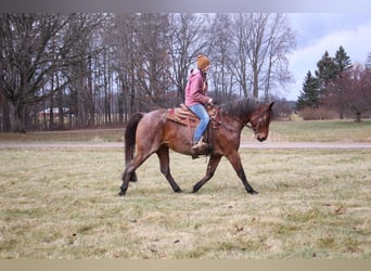 Quarterhäst, Valack, 12 år, 152 cm, Brunskimmel